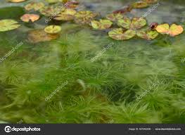 Attēlu rezultāti vaicājumam “Hydrilla verticillata leaf”
