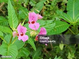 Attēlu rezultāti vaicājumam “Impatiens glandulifera leaf”