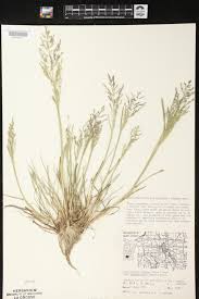 Attēlu rezultāti vaicājumam “Puccinellia distans”