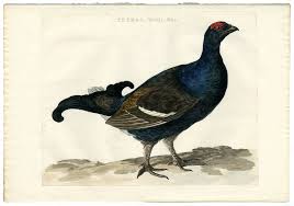 Image result for Tetrao tetrix