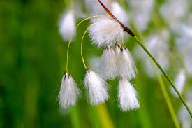 Attēlu rezultāti vaicājumam “Eriophorum latifolium fruit”