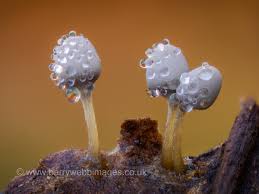 Attēlu rezultāti vaicājumam “Collaria rubens macro”