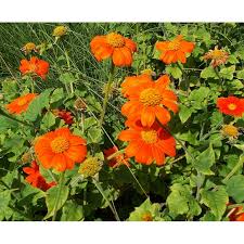 Image result for Tithonia rotundifolia
