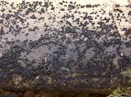 Attēlu rezultāti vaicājumam “Ruzenia spermoides”