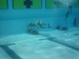 Image result for Inverness Octopush Club