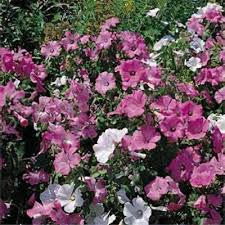 Image result for Lavatera trimestris