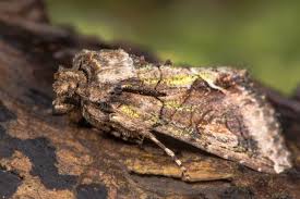 Attēlu rezultāti vaicājumam “Allophyes oxyacanthae”