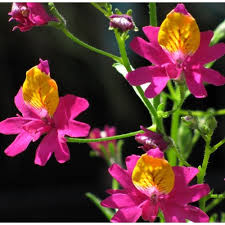 Image result for Schizanthus