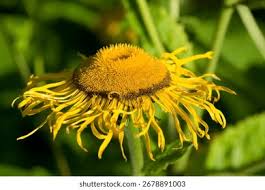 Attēlu rezultāti vaicājumam “Telekia speciosa bud”