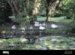 Image result for South Yorkshire Swans