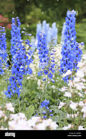 Image result for Delphinium consolida