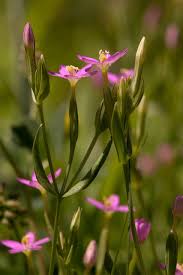 Image result for Centaurium erythraea