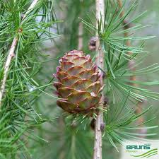 Attēlu rezultāti vaicājumam “Larix kaempferi fruit”