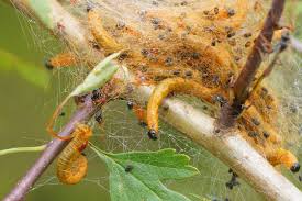 Attēlu rezultāti vaicājumam “Yponomeuta evonymella”