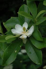 Attēlu rezultāti vaicājumam “Aesculus flava flower”