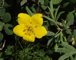 Attēlu rezultāti vaicājumam “Pentaphylloides fruticosa flower”