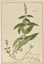 Attēlu rezultāti vaicājumam “Mentha longifolia”