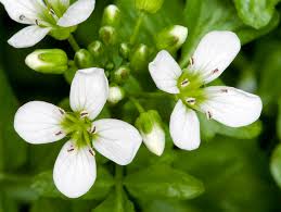 Attēlu rezultāti vaicājumam “Cardamine amara”