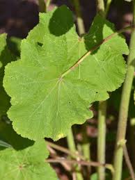 Attēlu rezultāti vaicājumam “Alcea rosea leaf”