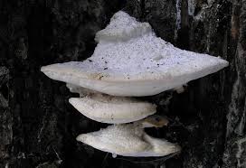 Attēlu rezultāti vaicājumam “Postia stiptica”