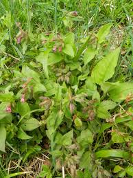 Attēlu rezultāti vaicājumam “Pulmonaria obscura leaf”