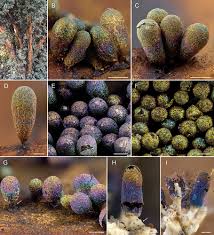 Attēlu rezultāti vaicājumam “Diachea leucopodia stalked”