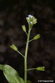 Attēlu rezultāti vaicājumam “Myosotis laxa subsp. baltica flower”