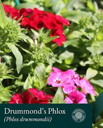 Image result for Phlox drummondii