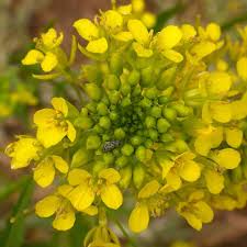 Attēlu rezultāti vaicājumam “Sisymbrium loeselii”