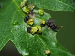 Attēlu rezultāti vaicājumam “Vasates quadripedes”