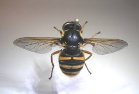 Attēlu rezultāti vaicājumam “Sericomyia silentis”