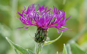 Image result for Flockenblume