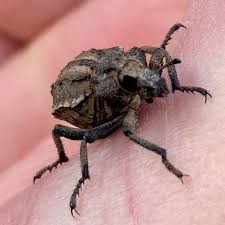 Image result for Brachycerus undatus