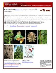 Attēlu rezultāti vaicājumam “Larix kaempferi female flower”