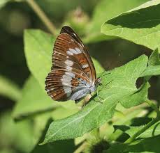 Attēlu rezultāti vaicājumam “Limenitis camilla”