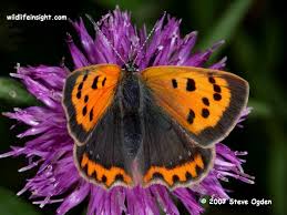 Attēlu rezultāti vaicājumam “Lycaena phlaeas female”