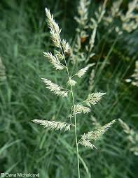 Attēlu rezultāti vaicājumam “Phalaroides arundinacea leaf”