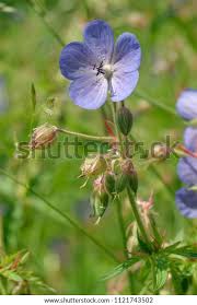 Attēlu rezultāti vaicājumam “Geranium pratense flower”