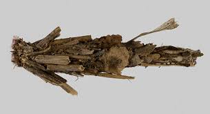 Attēlu rezultāti vaicājumam “Canephora hirsuta”