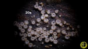 Attēlu rezultāti vaicājumam “Merismodes anomala”