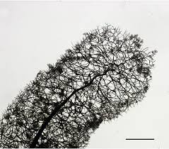 Attēlu rezultāti vaicājumam “Comatricha meandrispora stalked”