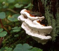 Attēlu rezultāti vaicājumam “Heterobasidion annosum”