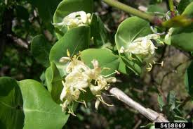 Attēlu rezultāti vaicājumam “Lonicera xylosteum flower”