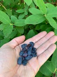 Attēlu rezultāti vaicājumam “Lonicera caerulea var. pallasii fruit”
