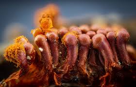 Attēlu rezultāti vaicājumam “Metatrichia vesparia”