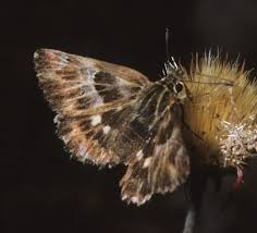 Attēlu rezultāti vaicājumam “Carcharodus floccifera upperside”