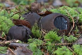 Attēlu rezultāti vaicājumam “Sarcosoma globosum”