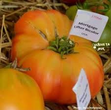 Afbeeldingsresultaat voor mortgage lifter bicolor strain tomato