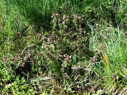 Attēlu rezultāti vaicājumam “Pedicularis palustris flower”