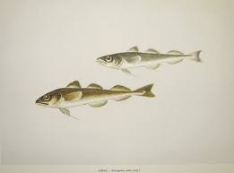 Image result for Boreogadus saida